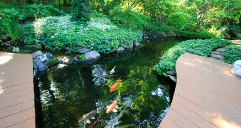 Koi pond crossed by wood deck walkways and surrounded by lush plantings.