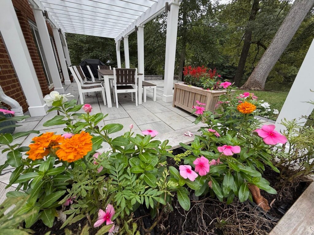 Orange and pink flowers in a planter box under a white pergola